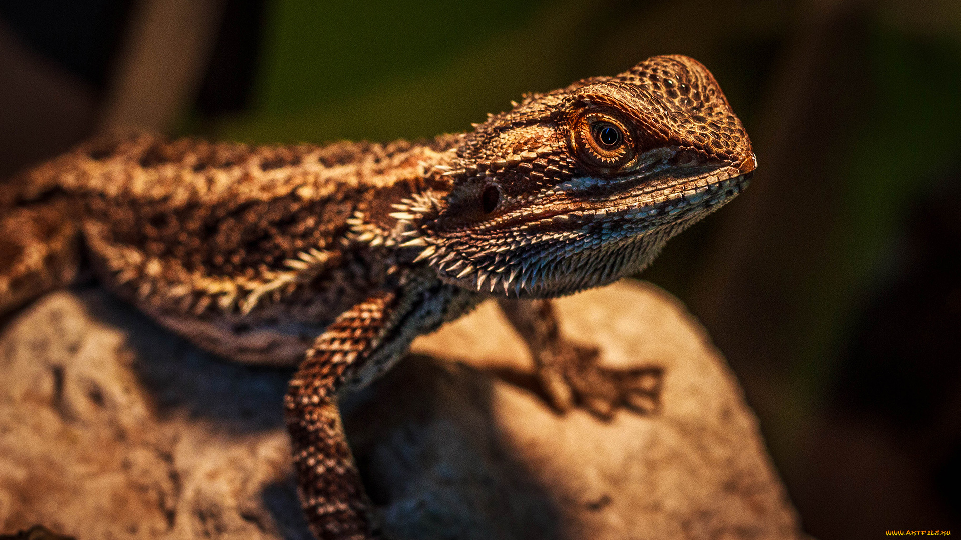 животные, Ящерицы, игуаны, вараны, рептилия