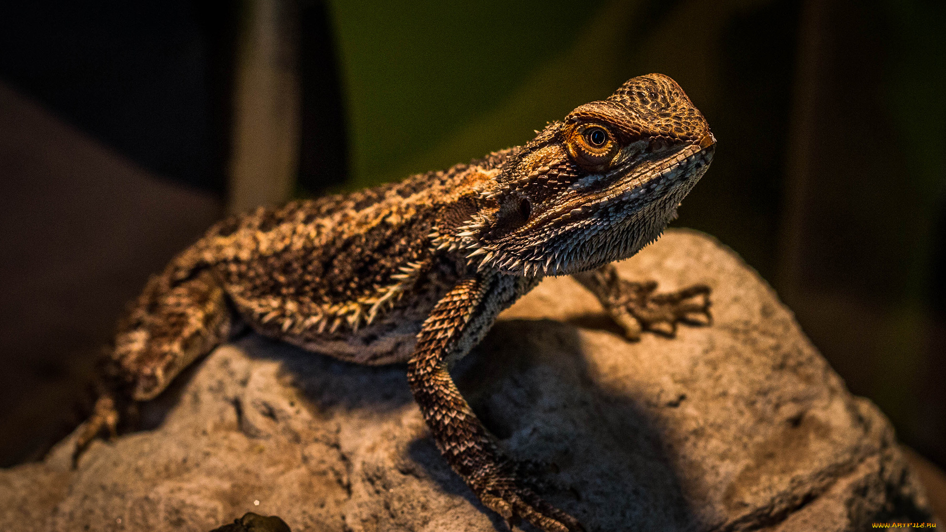 животные, Ящерицы, игуаны, вараны, рептилия