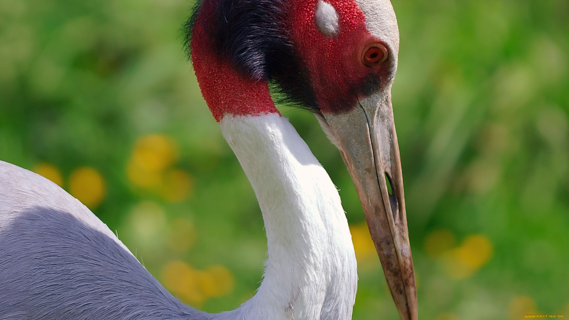 животные, журавли, клюв, голова, журавль