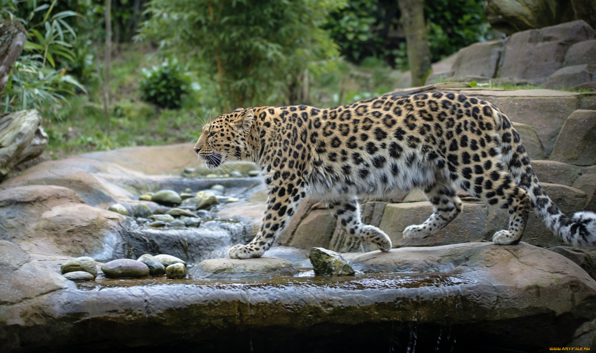 животные, леопарды, кошка, вода, амурский, леопард