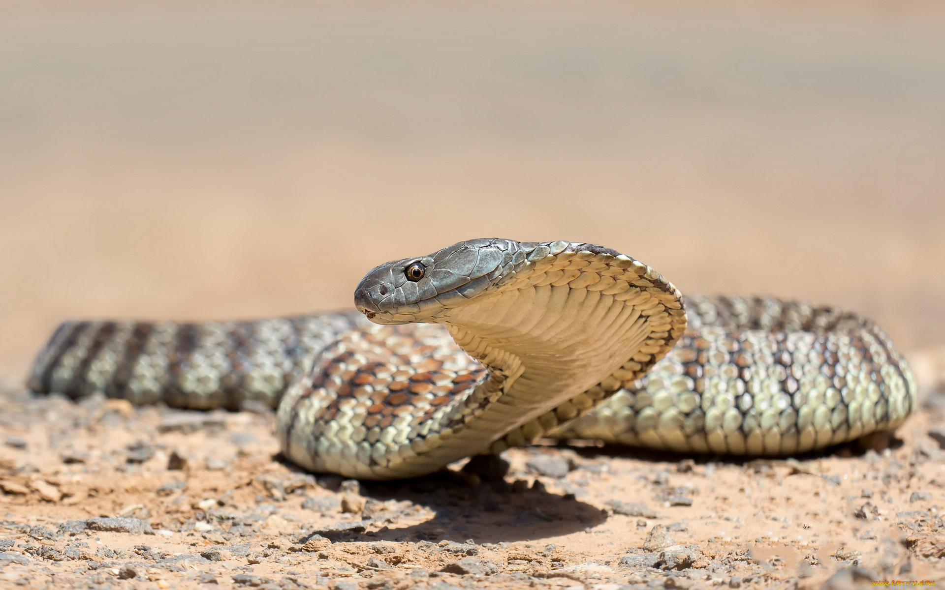 кобра, животные, змеи, питоны, кобры, змея, природа, фон
