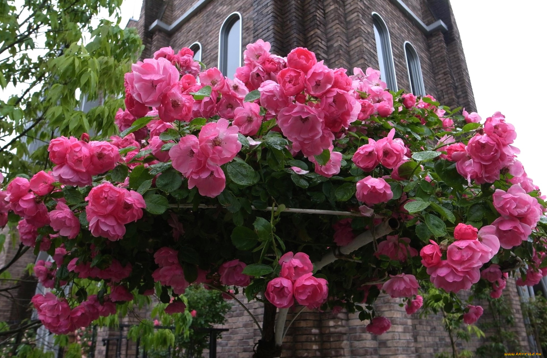 цветы, розы, розовый, много