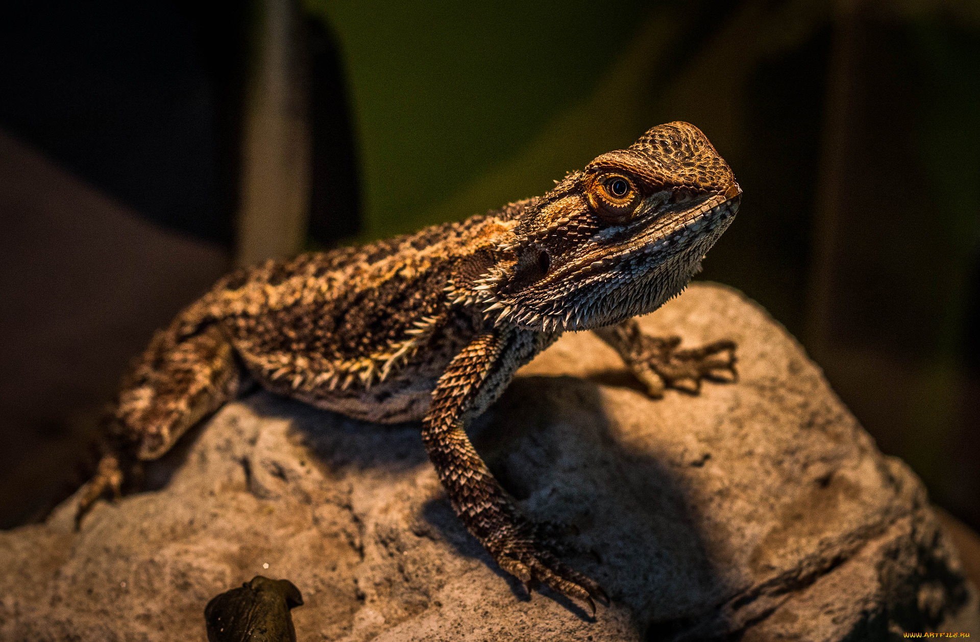 животные, Ящерицы, игуаны, вараны, рептилия