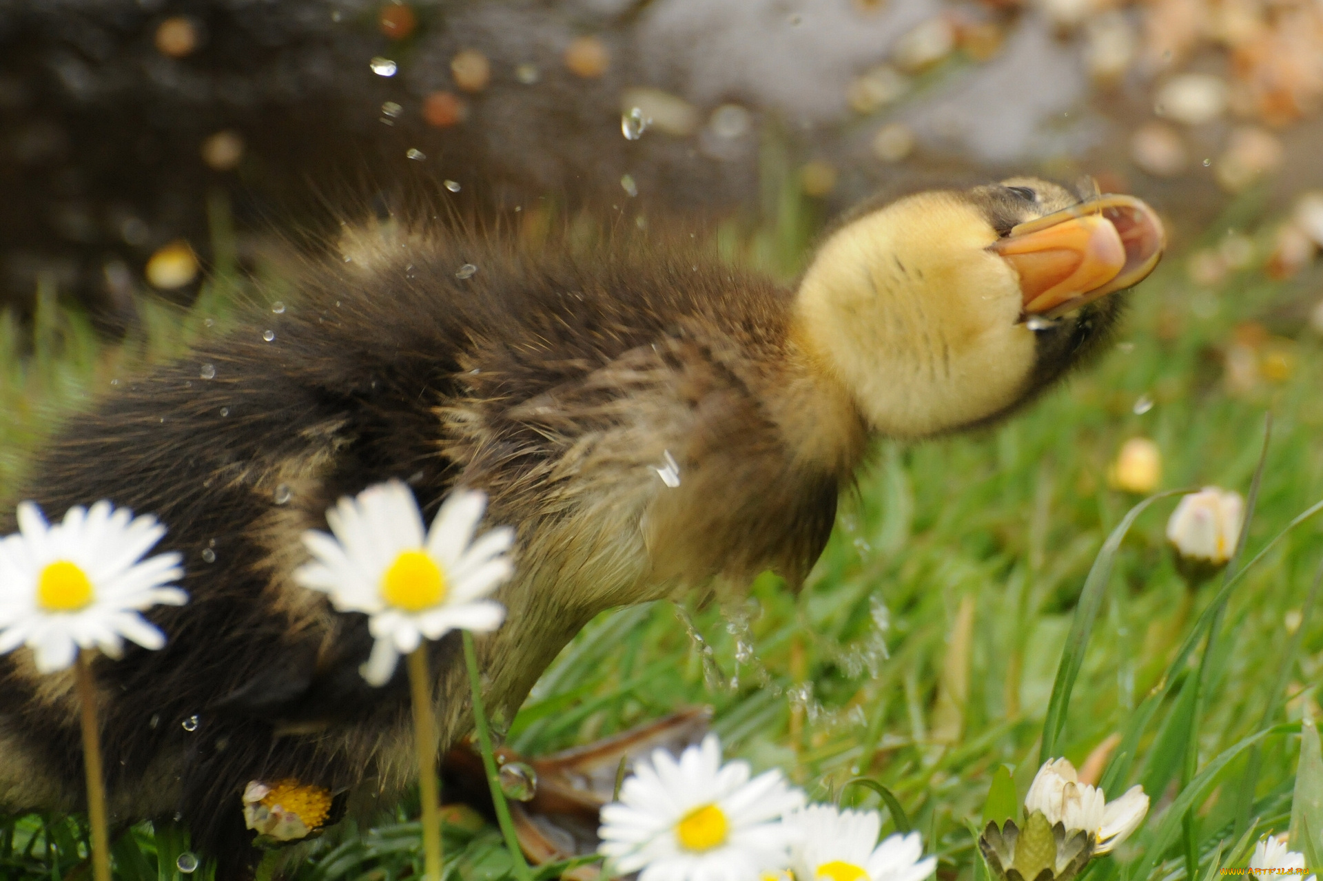 животные, утки, утёнок, птенец, ромашки, брызги