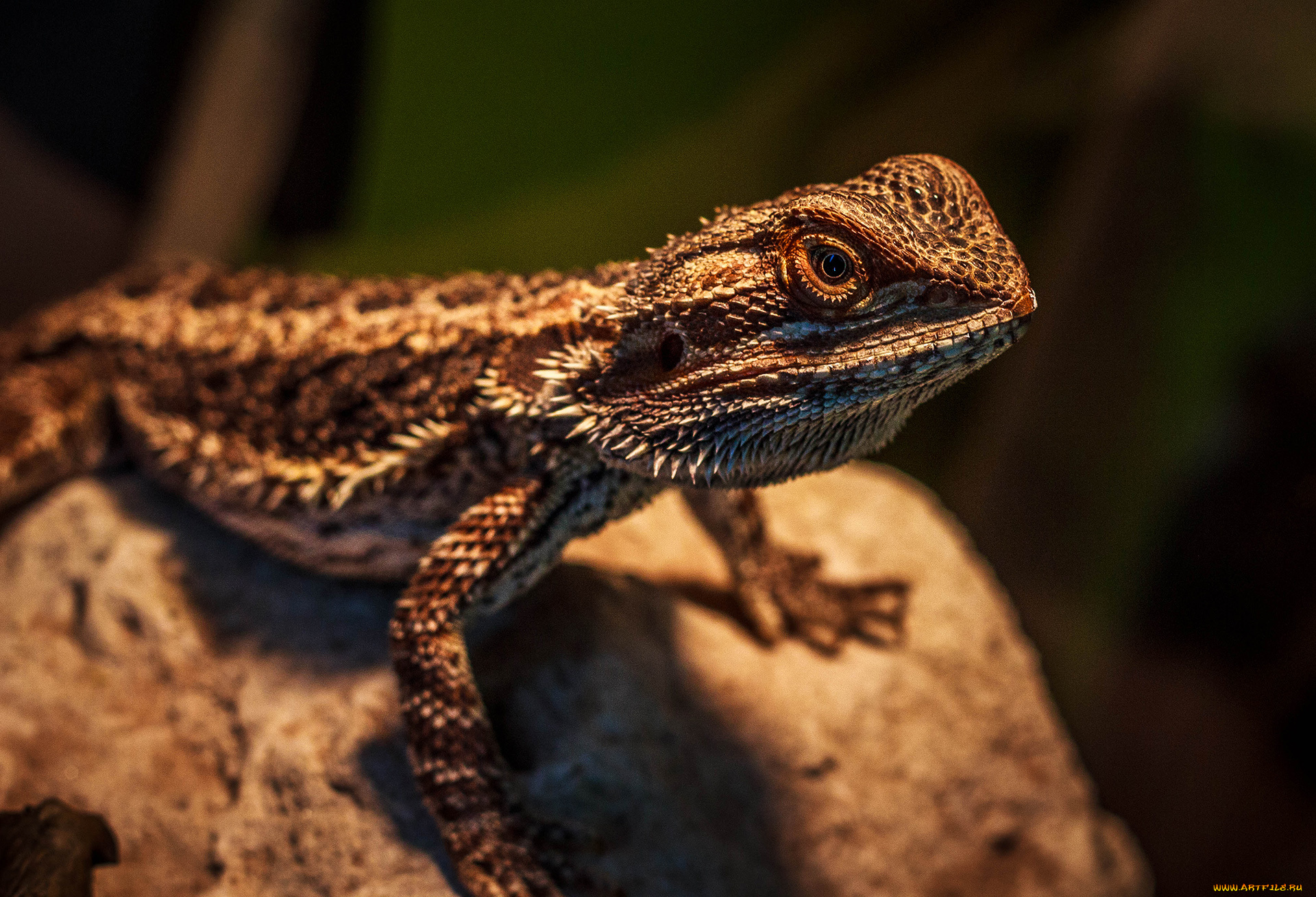 животные, Ящерицы, игуаны, вараны, рептилия