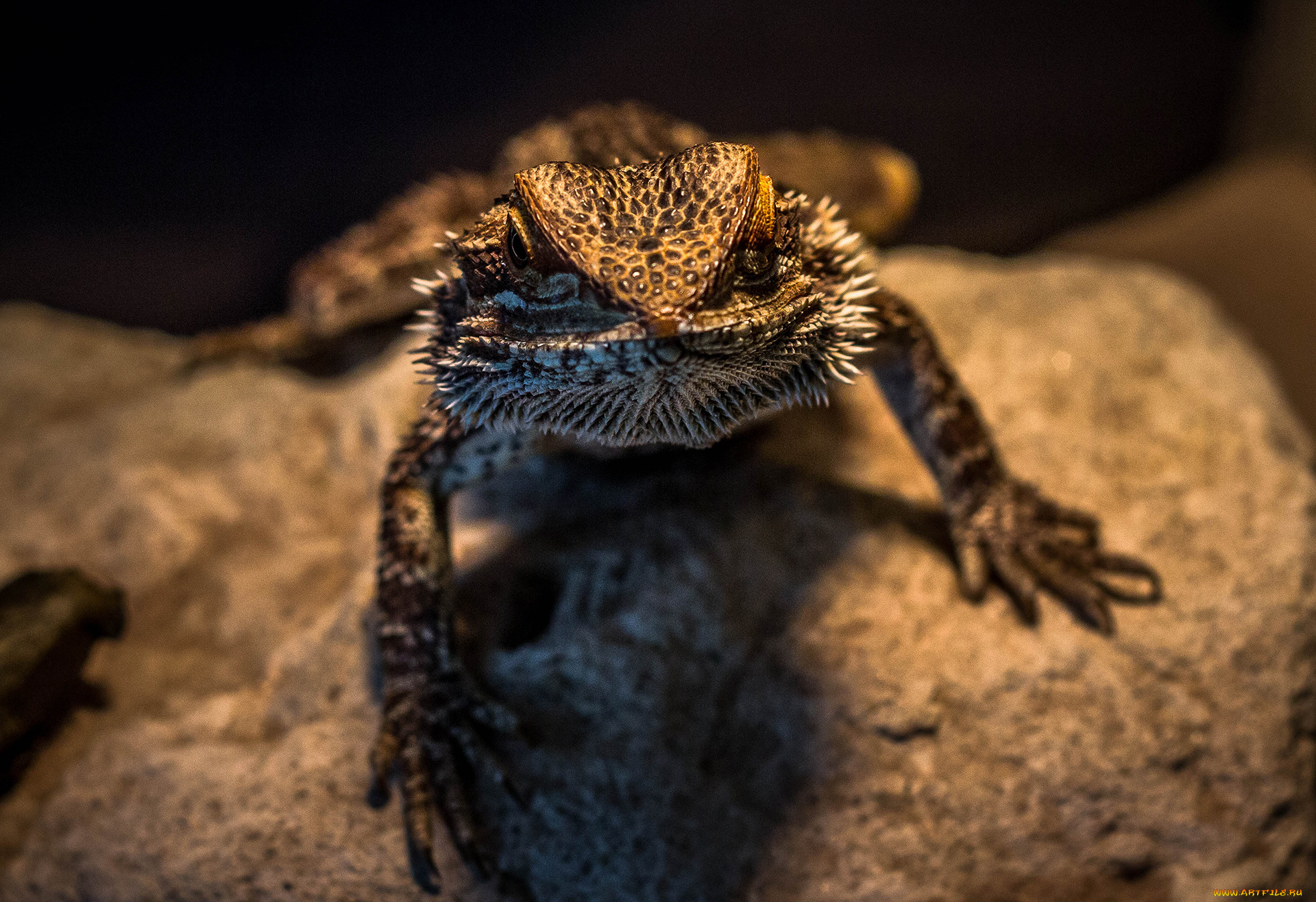 животные, Ящерицы, игуаны, вараны, рептилия