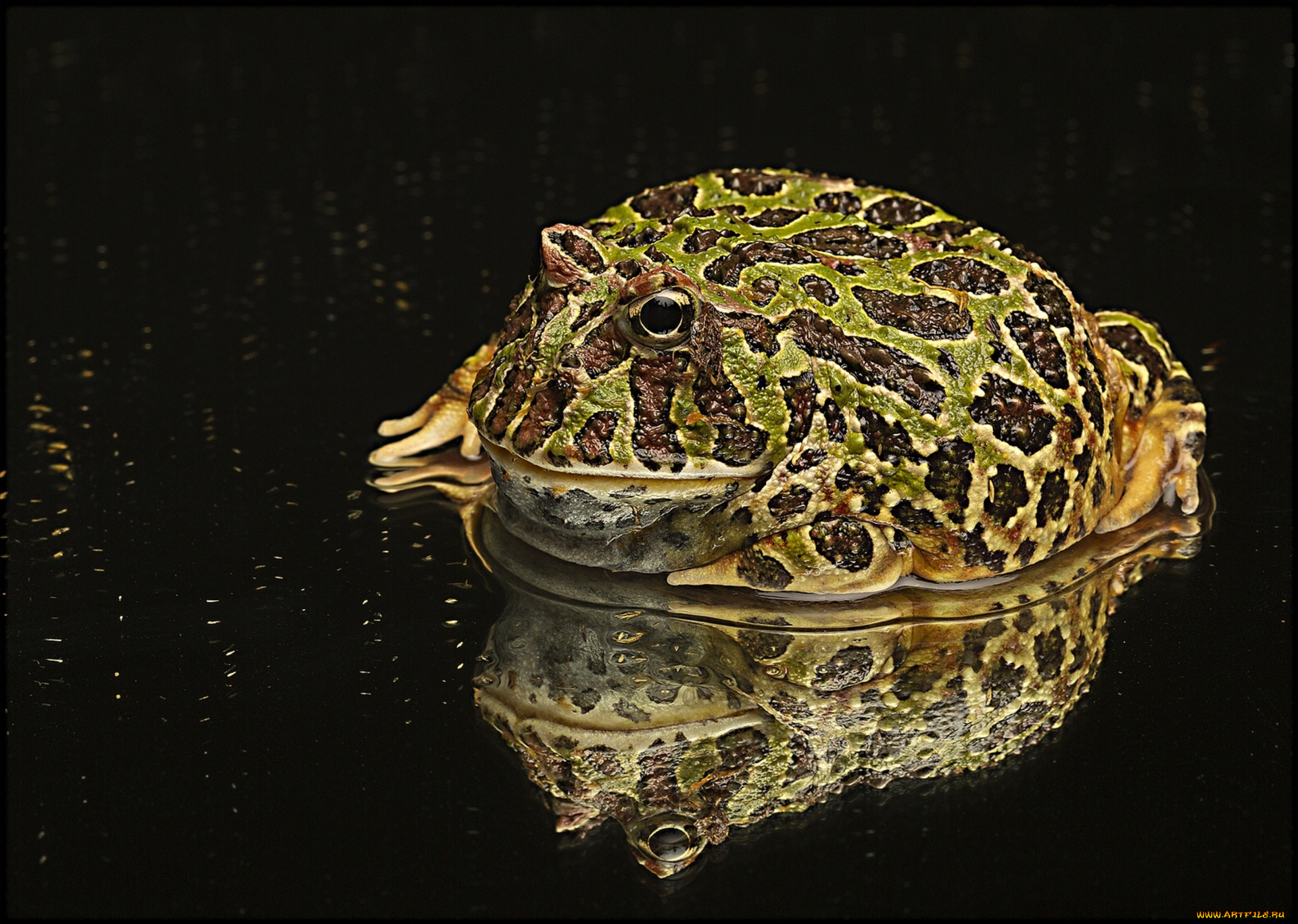 животные, лягушки, отражение, аргентинская, рогатая, лягушка