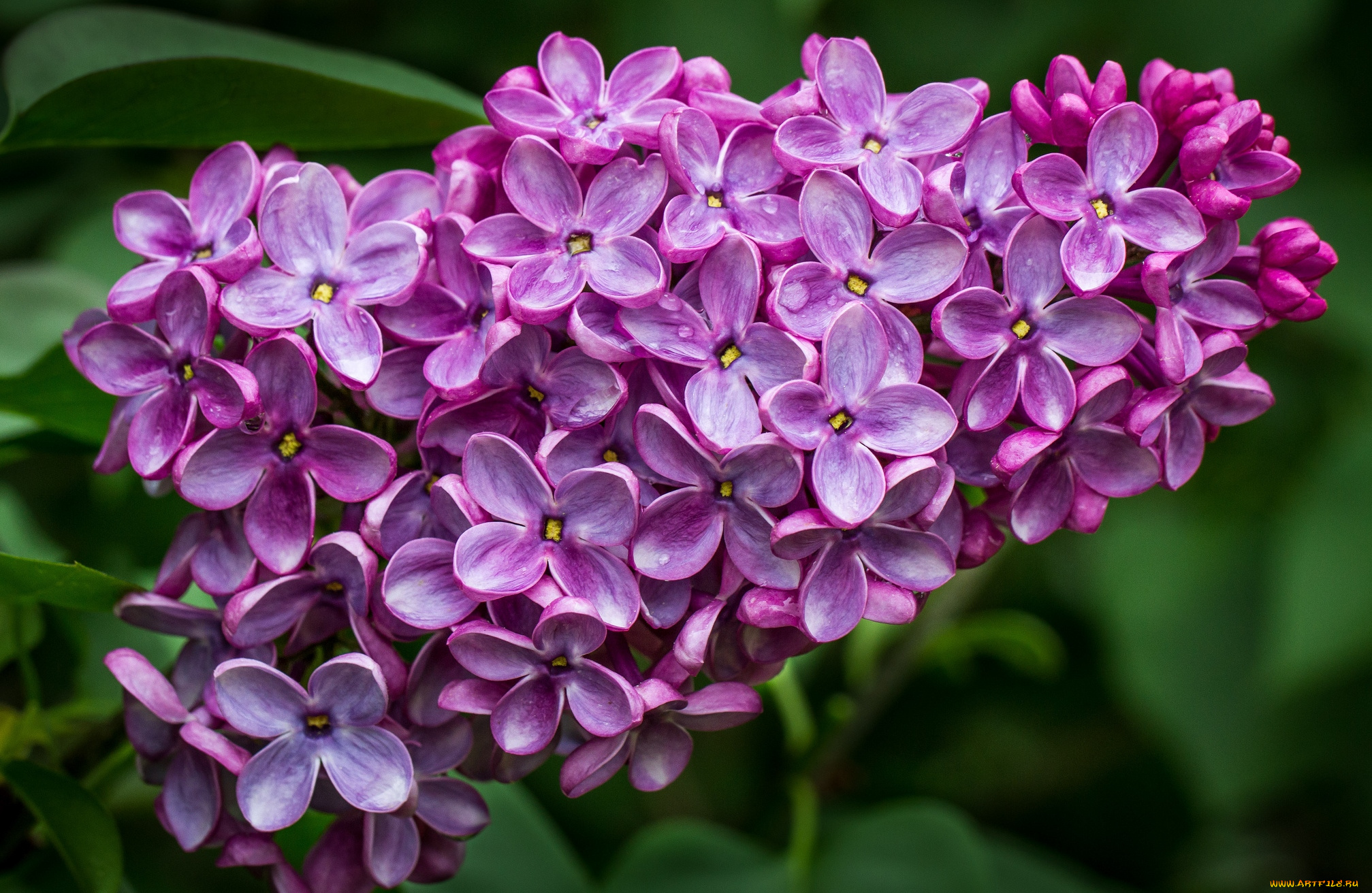 цветы, сирень, гроздь