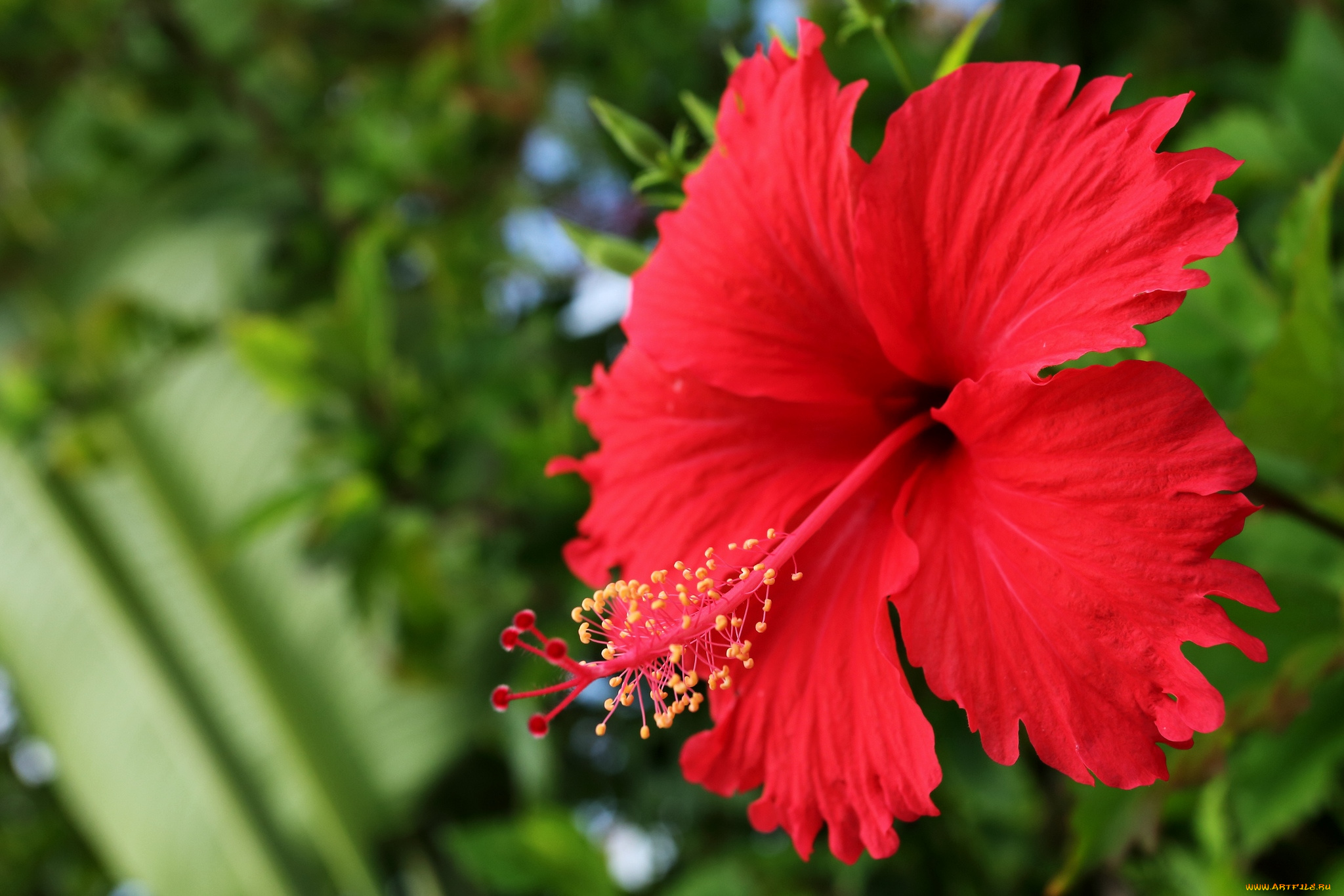 цветы, гибискусы, макро, лепестки, красный
