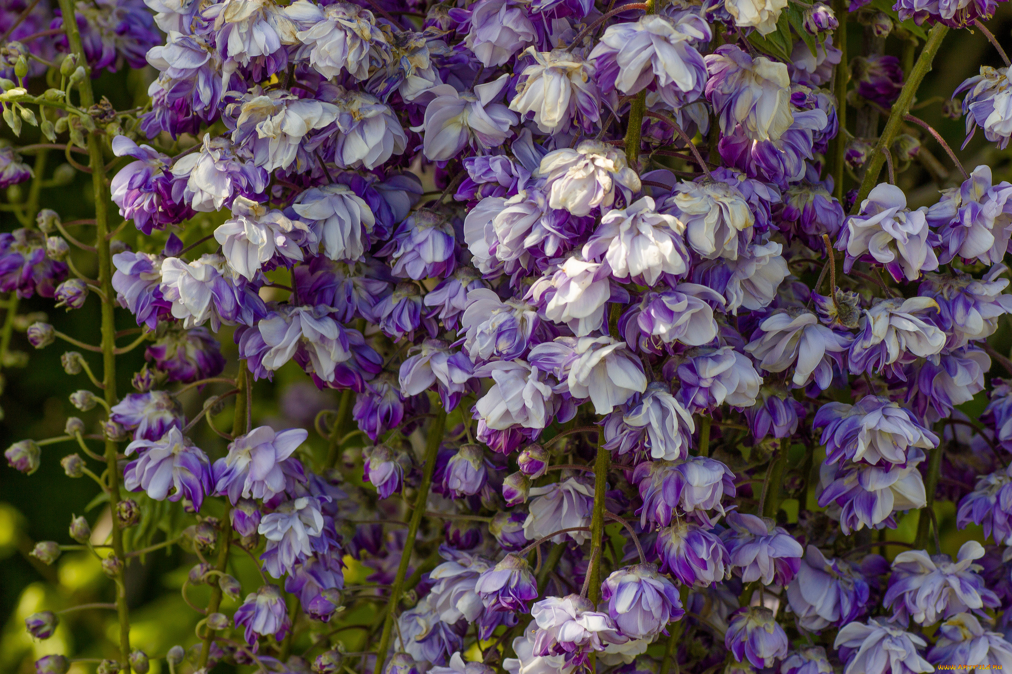 цветы, глициния, макро, вистерия