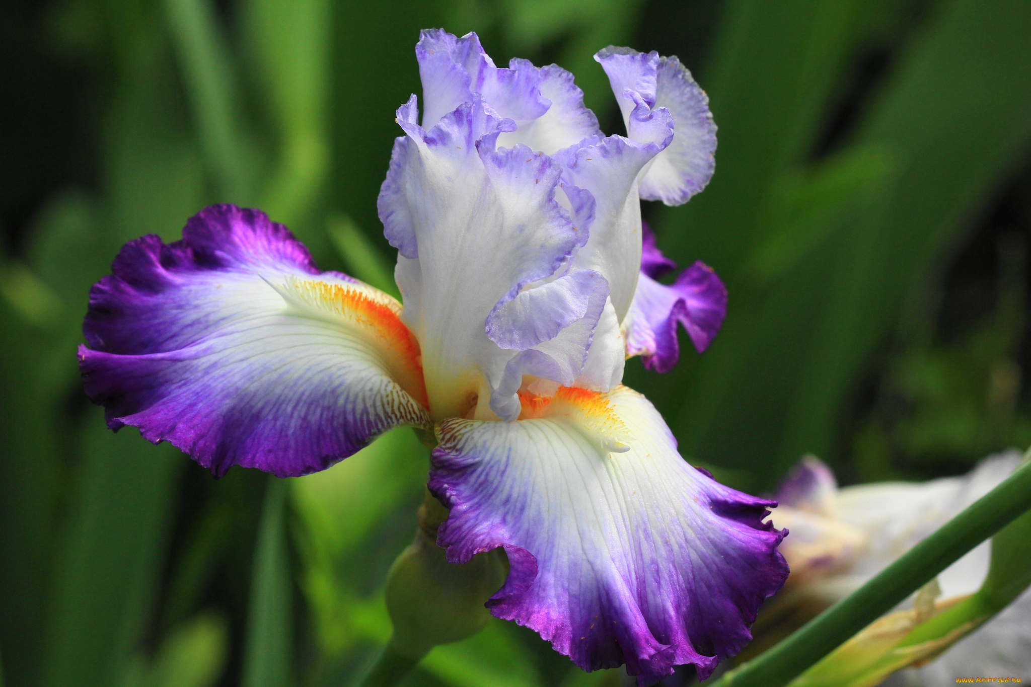 цветы, ирисы, касатик