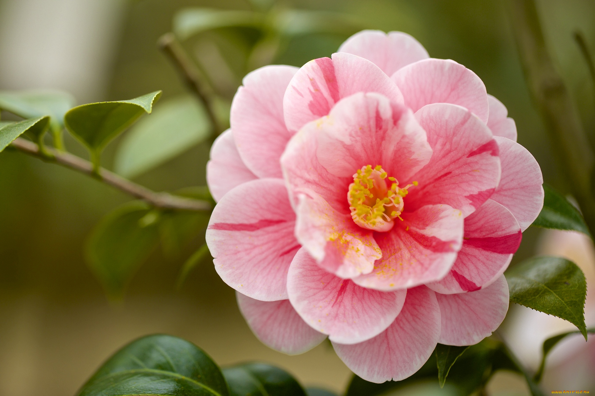 цветы, камелии, макро, пестрый