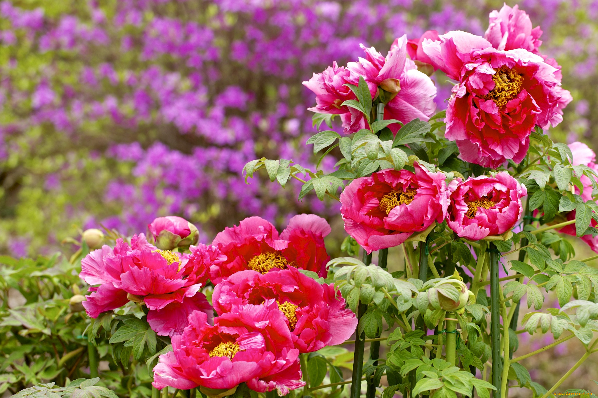 цветы, пионы, розовый