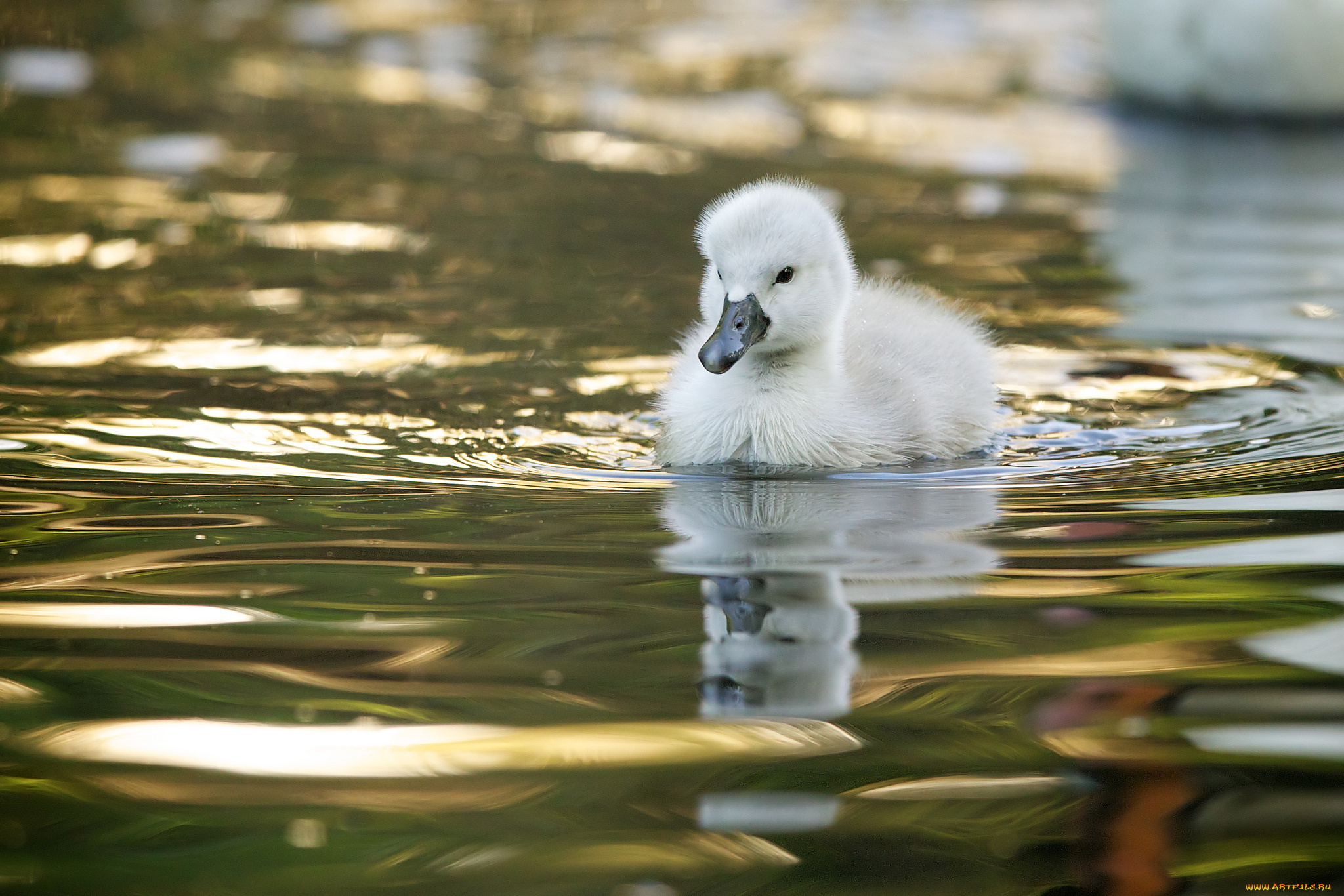 животные, лебеди, вода, малыш, лебедёнок, птенец