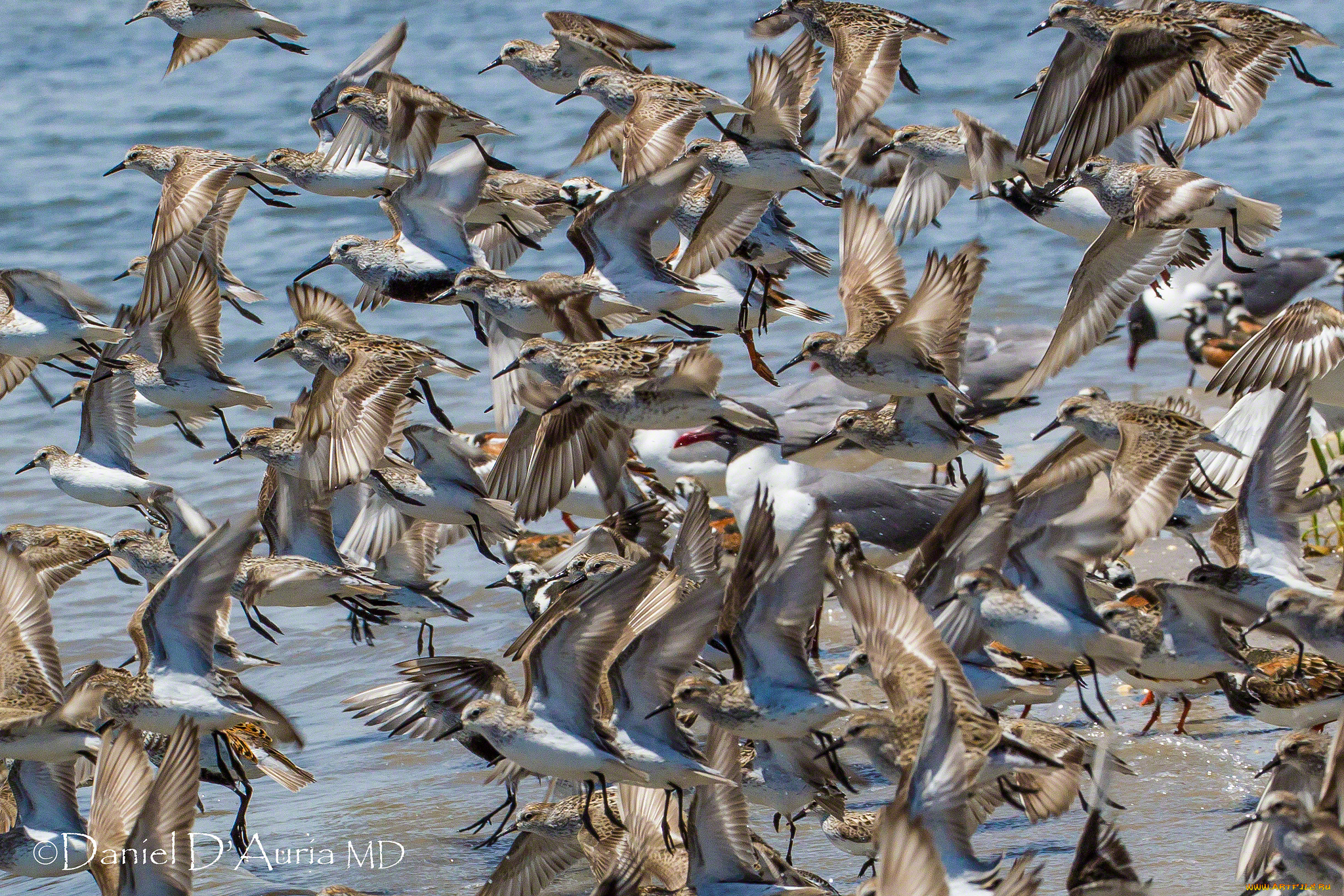 животные, птицы, кулики, полет, стая