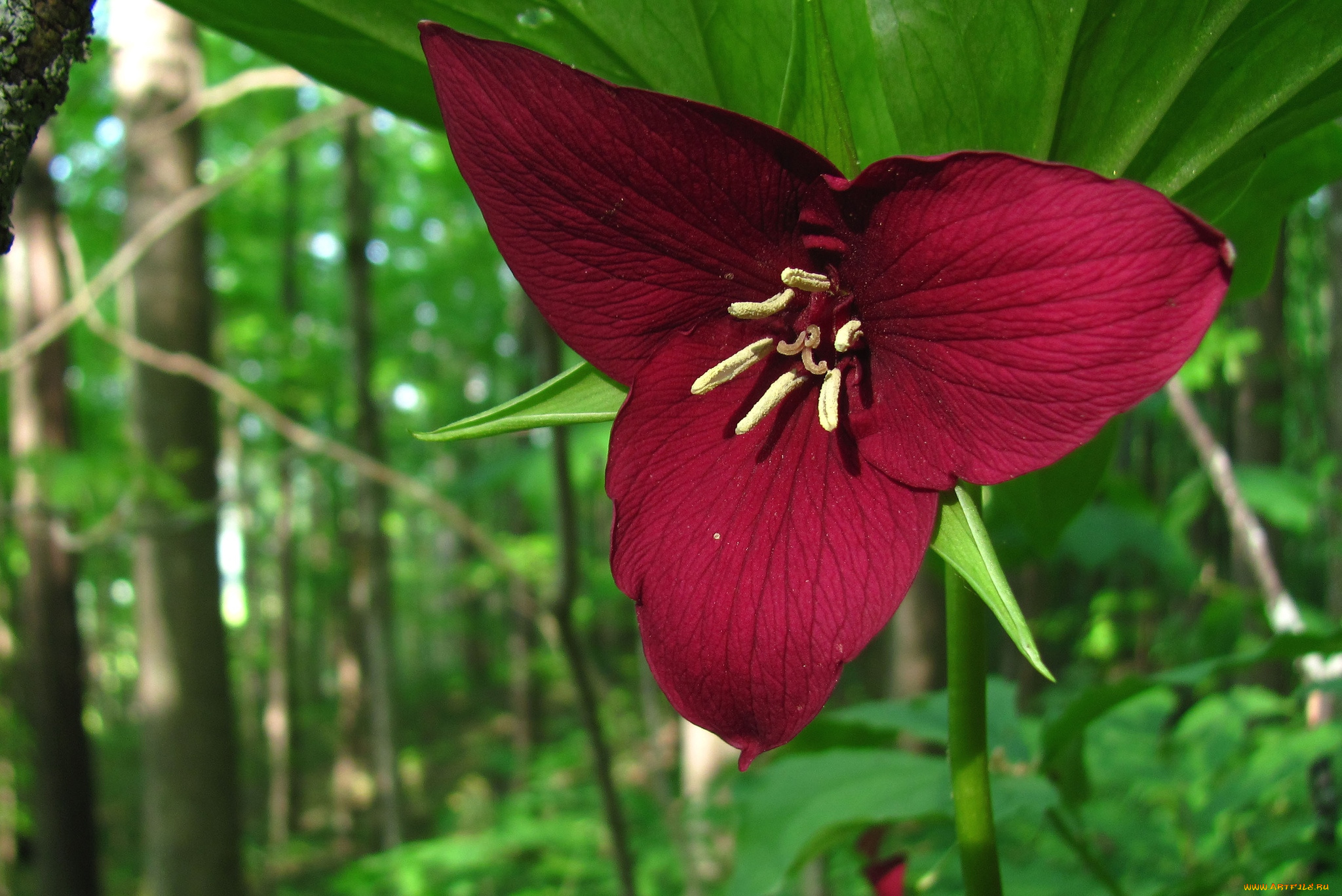 цветы, триллиумы, трилистник, красный