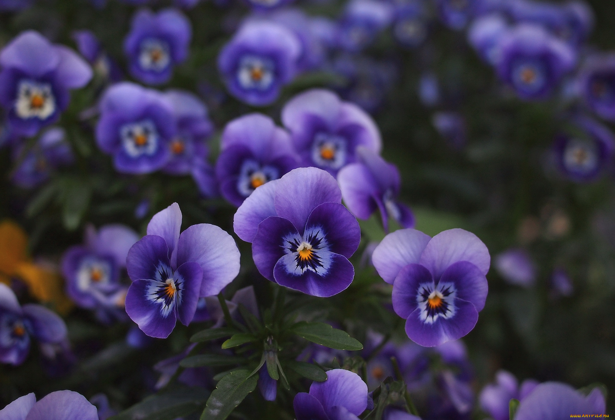 цветы, анютины, глазки, садовые, фиалки, фиолетовый