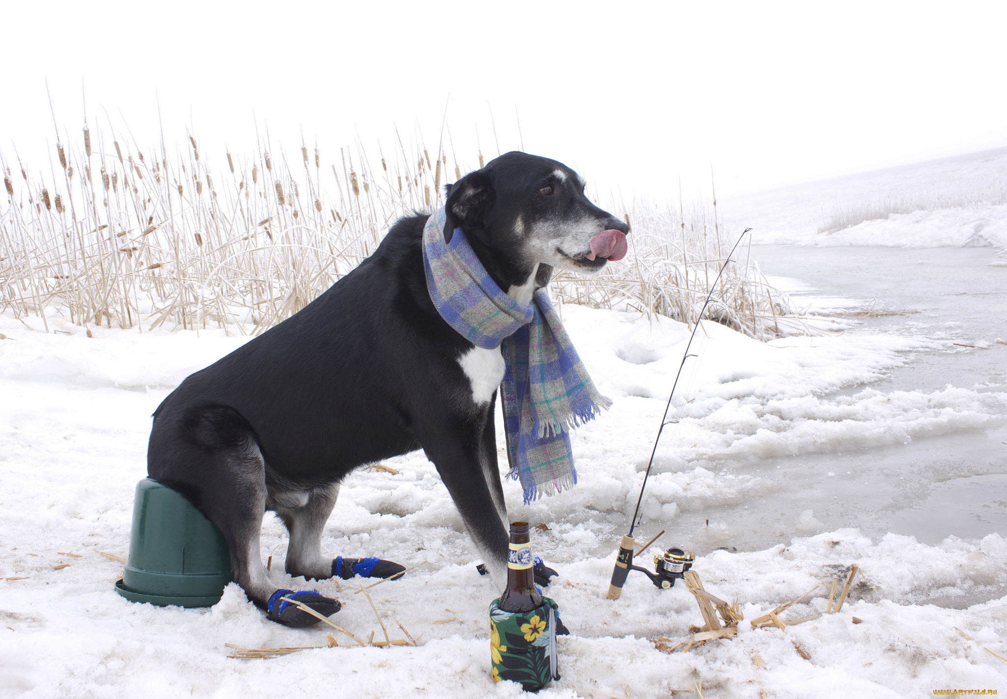 животные, собаки, снег, шарф, рыбак, бутылка, удочка, рыбалка, зима, камыш