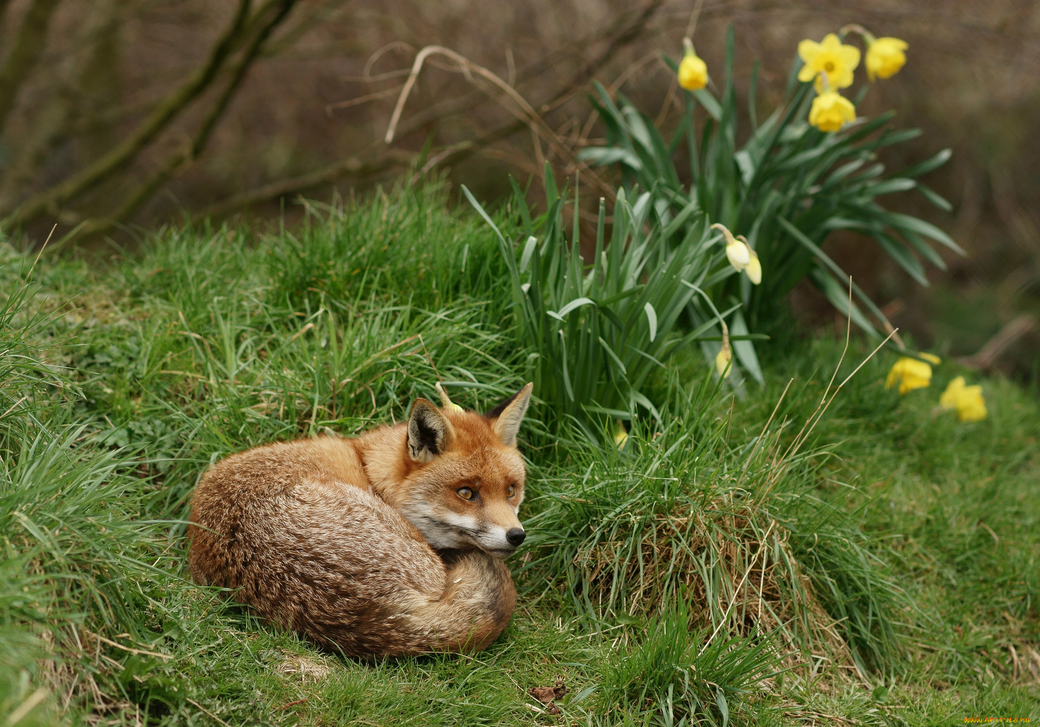 животные, лисы, трава, рыжая