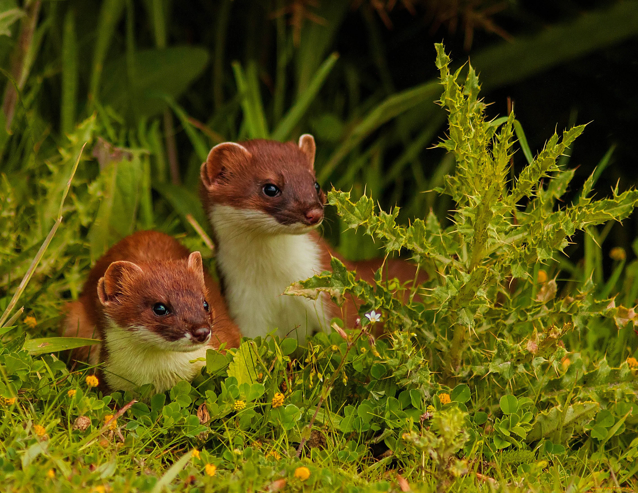 животные, хорьки, ласки, соболи, горностаи, куницы, колючки, трава, два