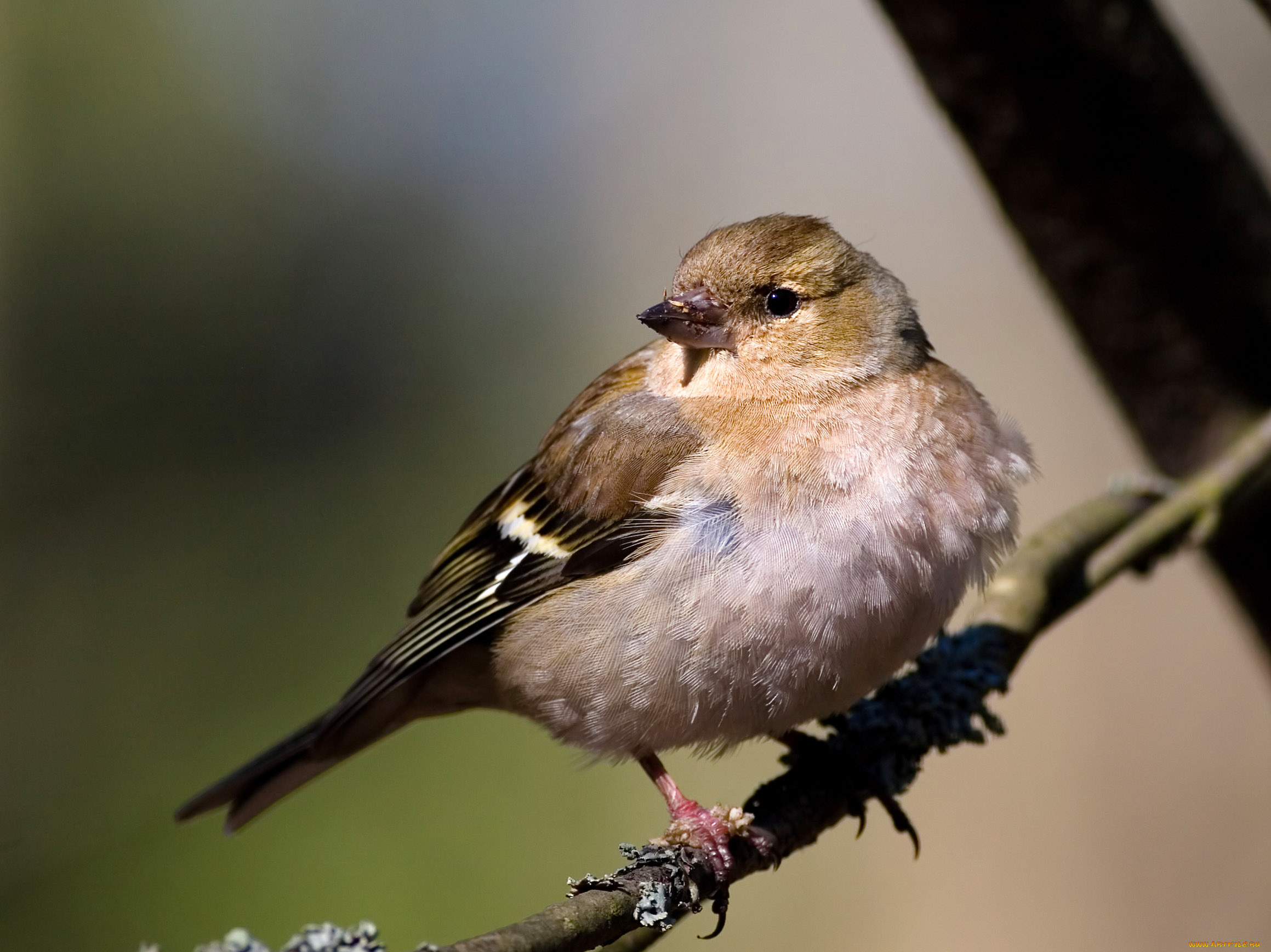 животные, воробьи, воробей, ветка