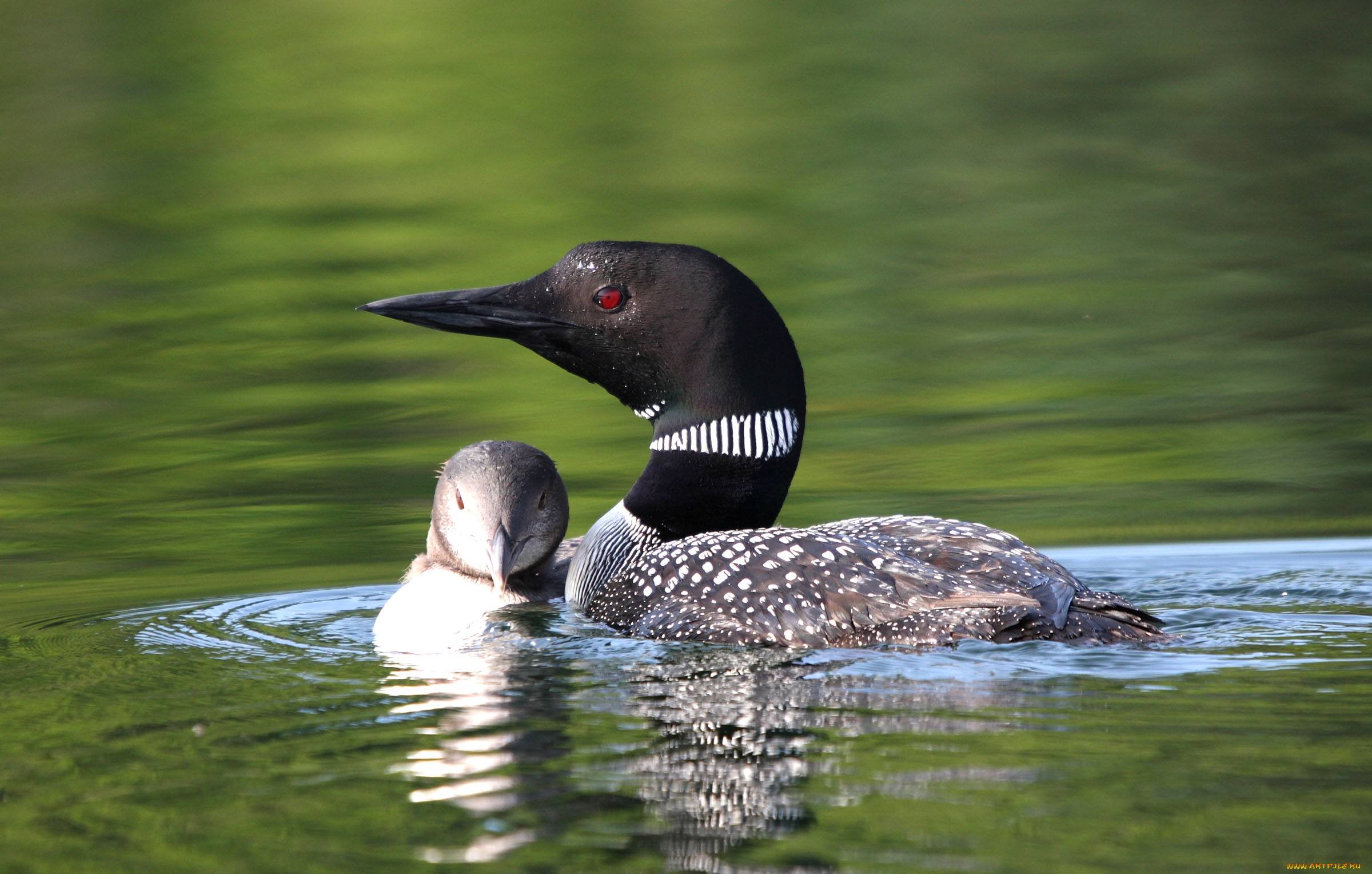 животные, птицы, водоплавающие, птенец