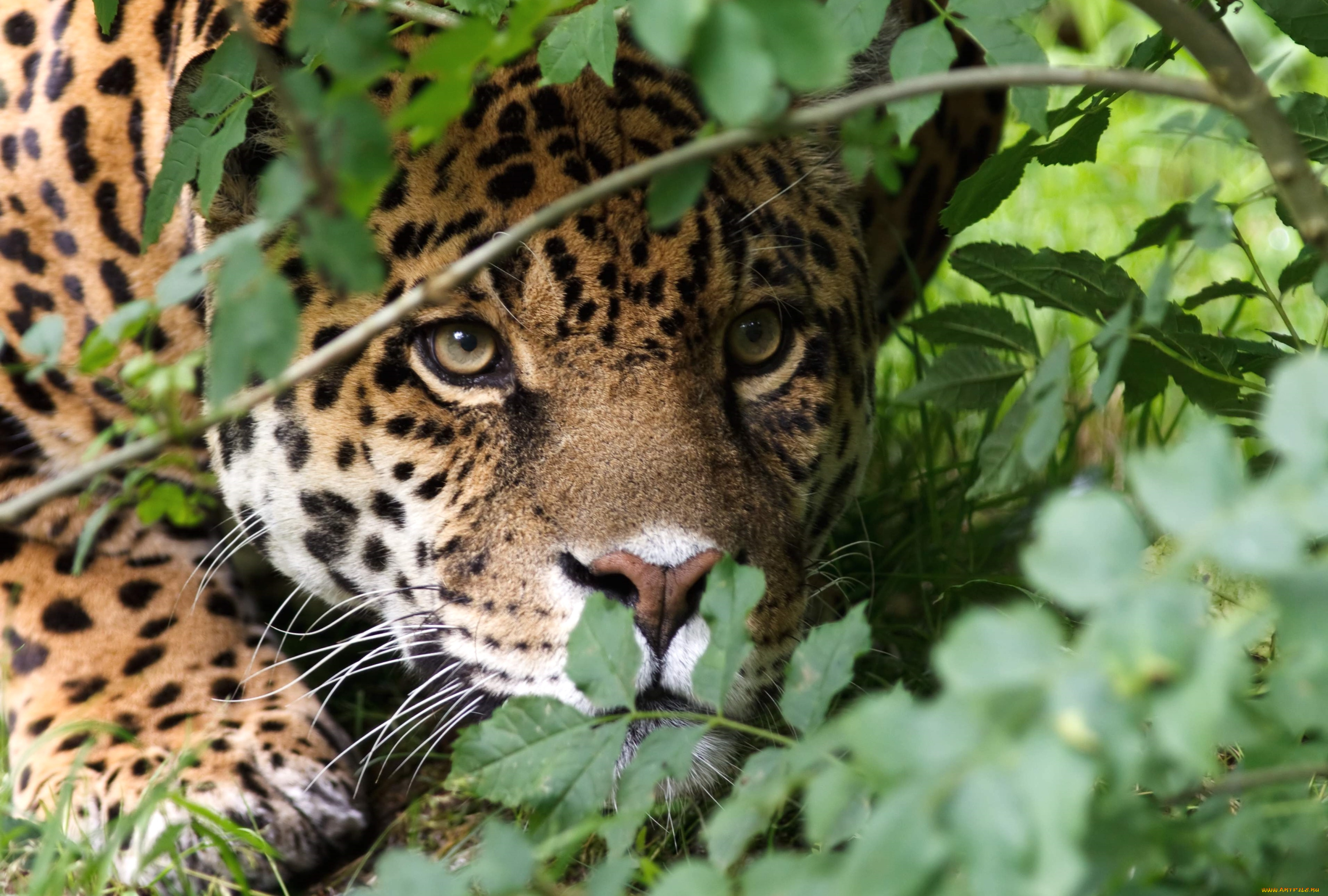 животные, Ягуары, морда