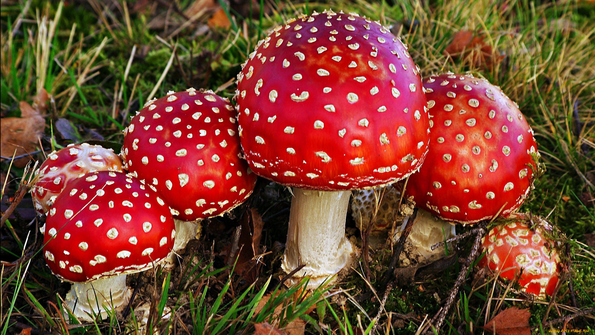 природа, грибы, , мухомор, семейка