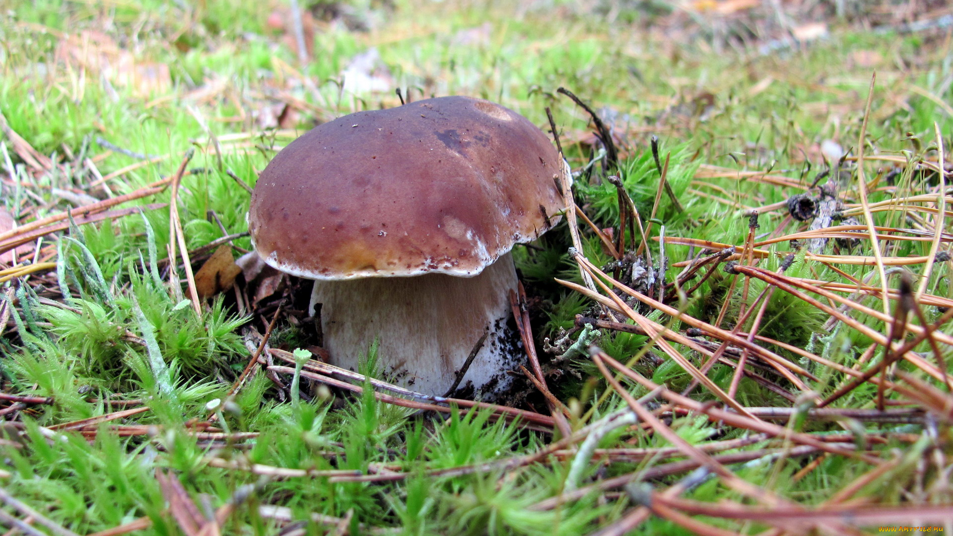 природа, грибы, боровик