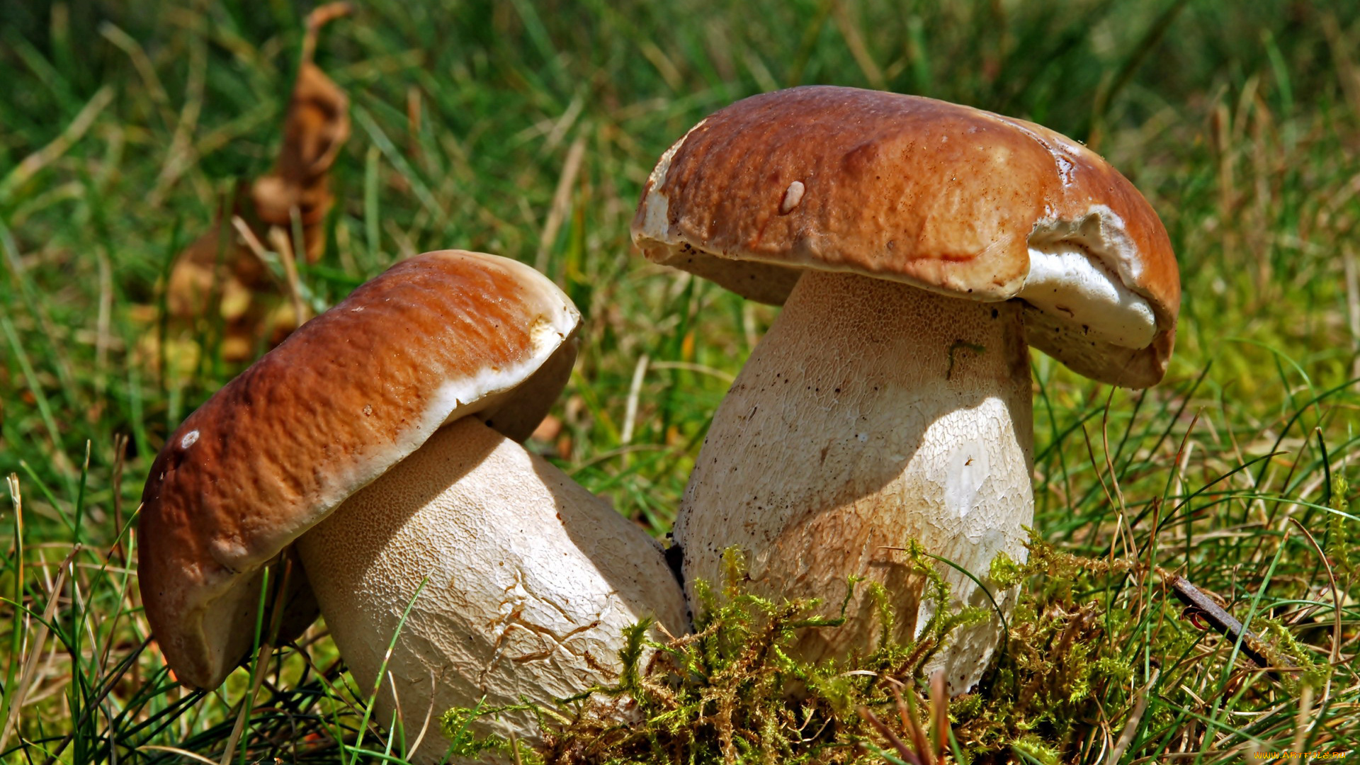 природа, грибы, боровики, пара, дуэт