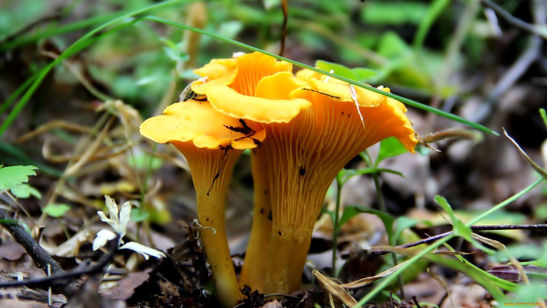 природа, грибы, лисички