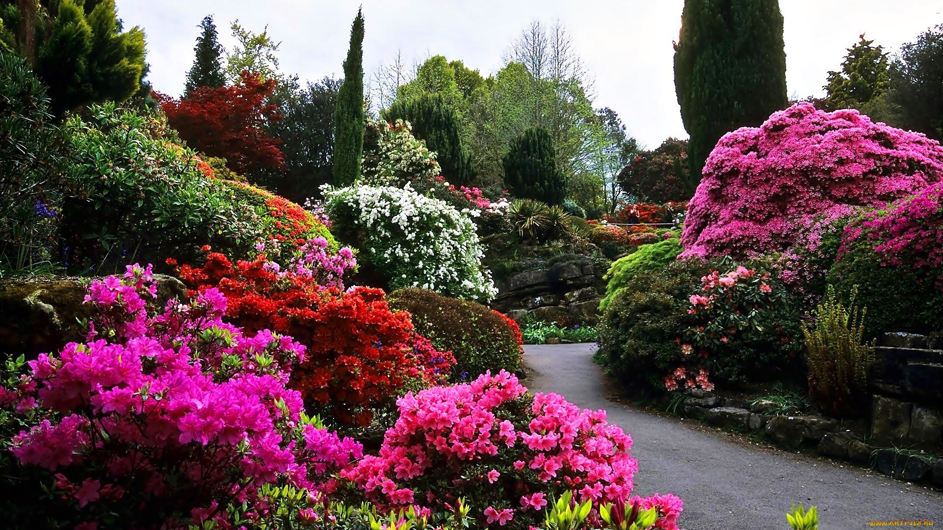 природа, парк, аллея, кусты, цветущие, азалии