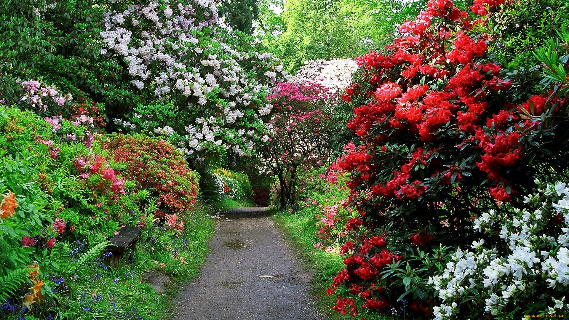 природа, парк, аллея, скамейка, кусты, цветущие