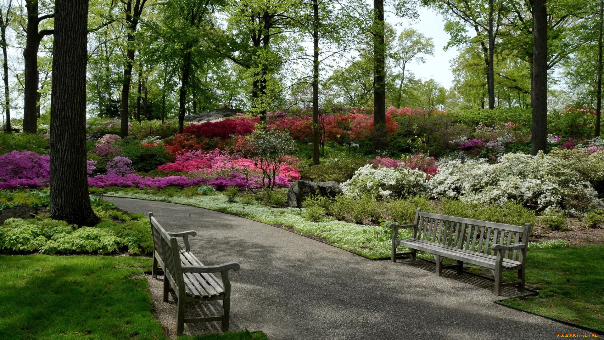 природа, парк, аллея, скамейки, деревья, цветущие, кусты