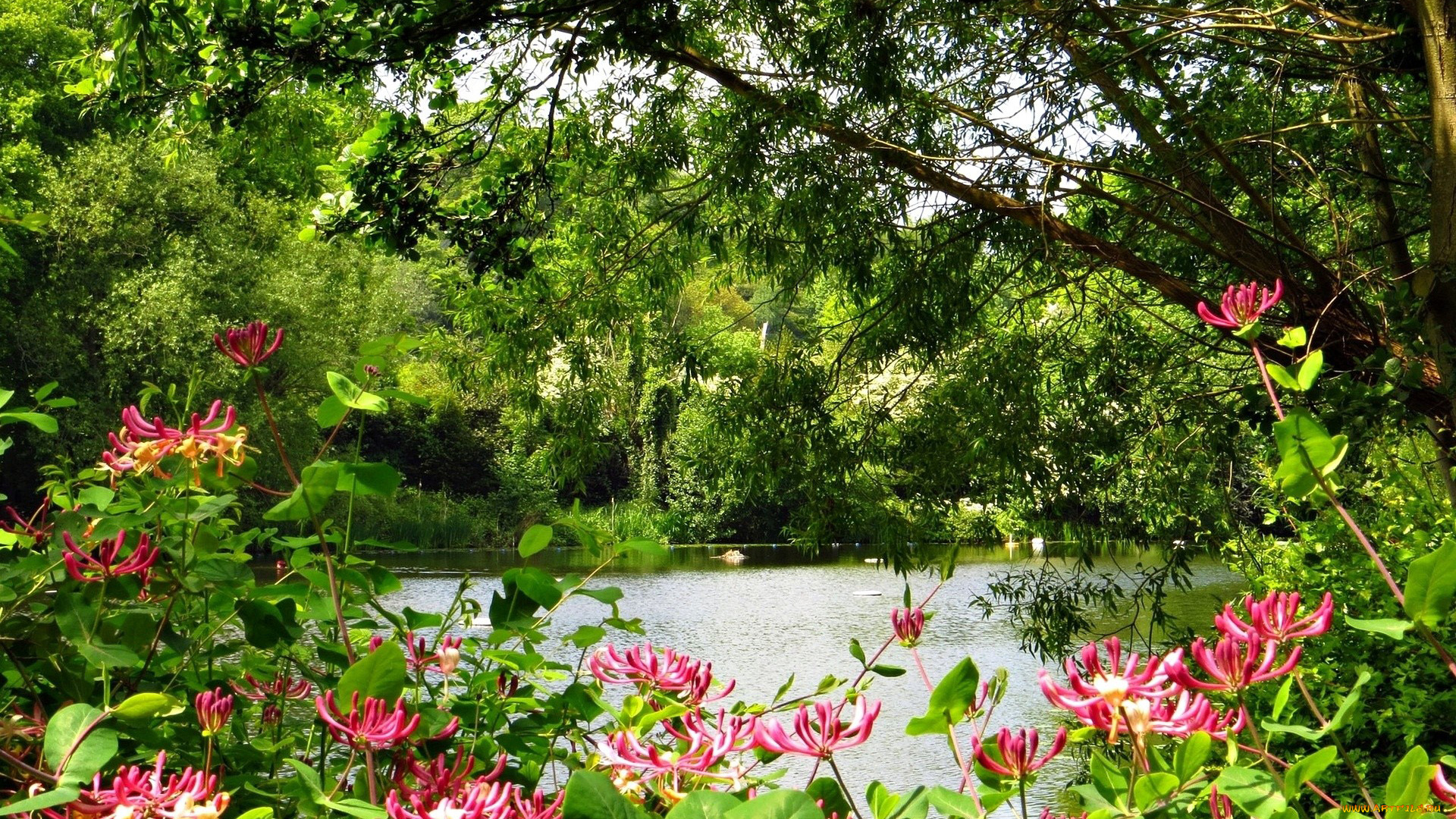 природа, парк, деревья, кусты, цветы, вода