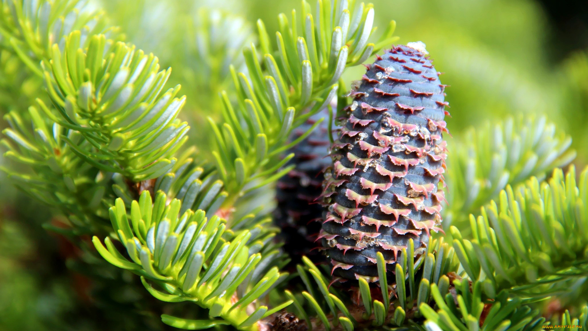 природа, шишки, , жёлуди, , каштаны, макро