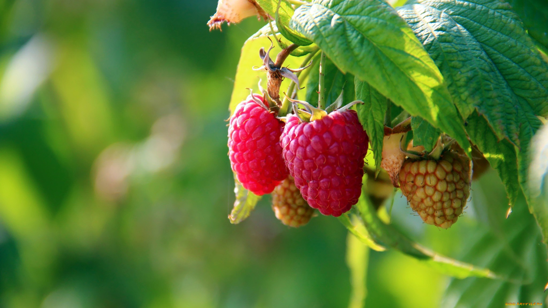 природа, Ягоды, малина