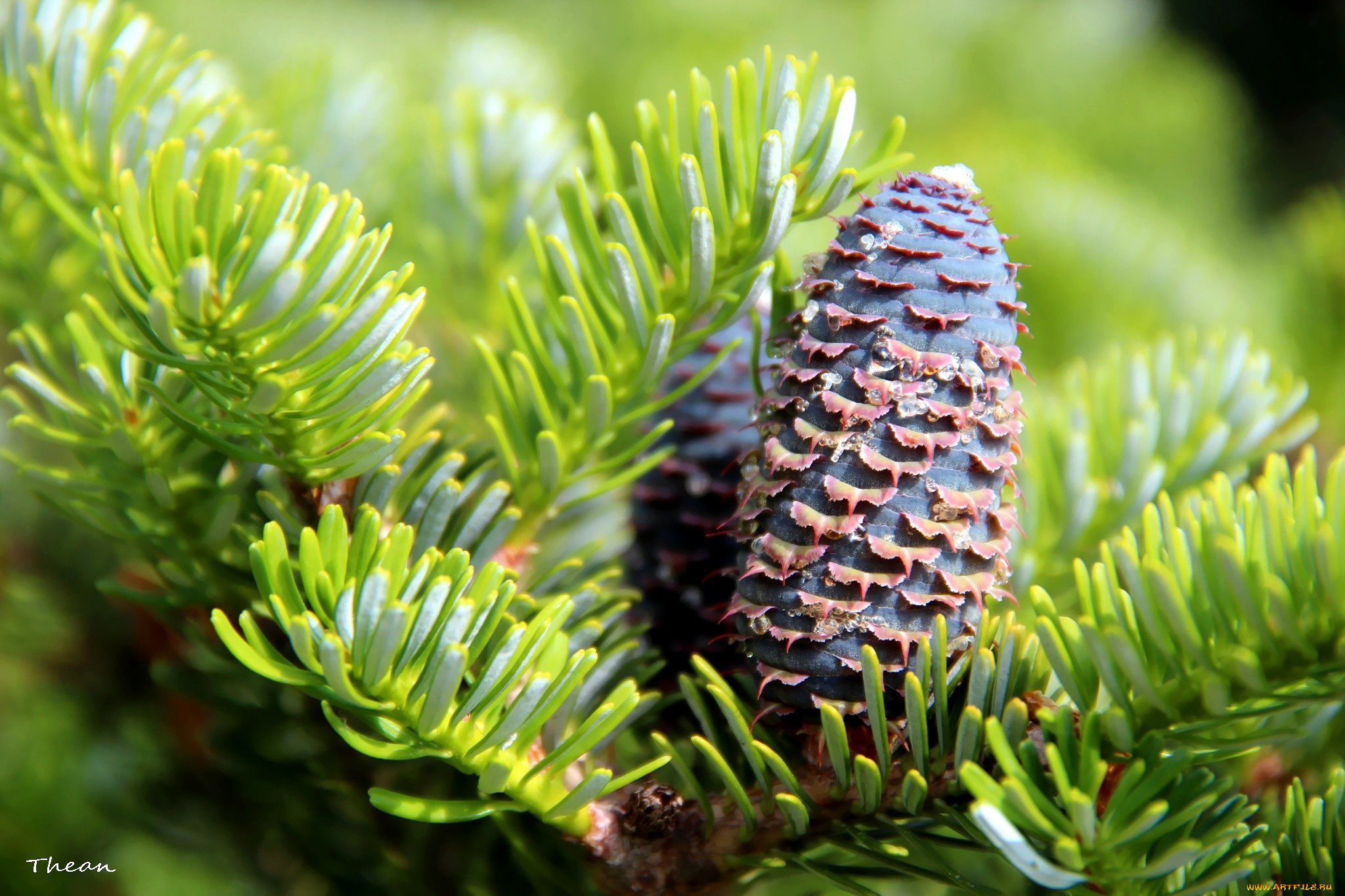 природа, шишки, , жёлуди, , каштаны, макро