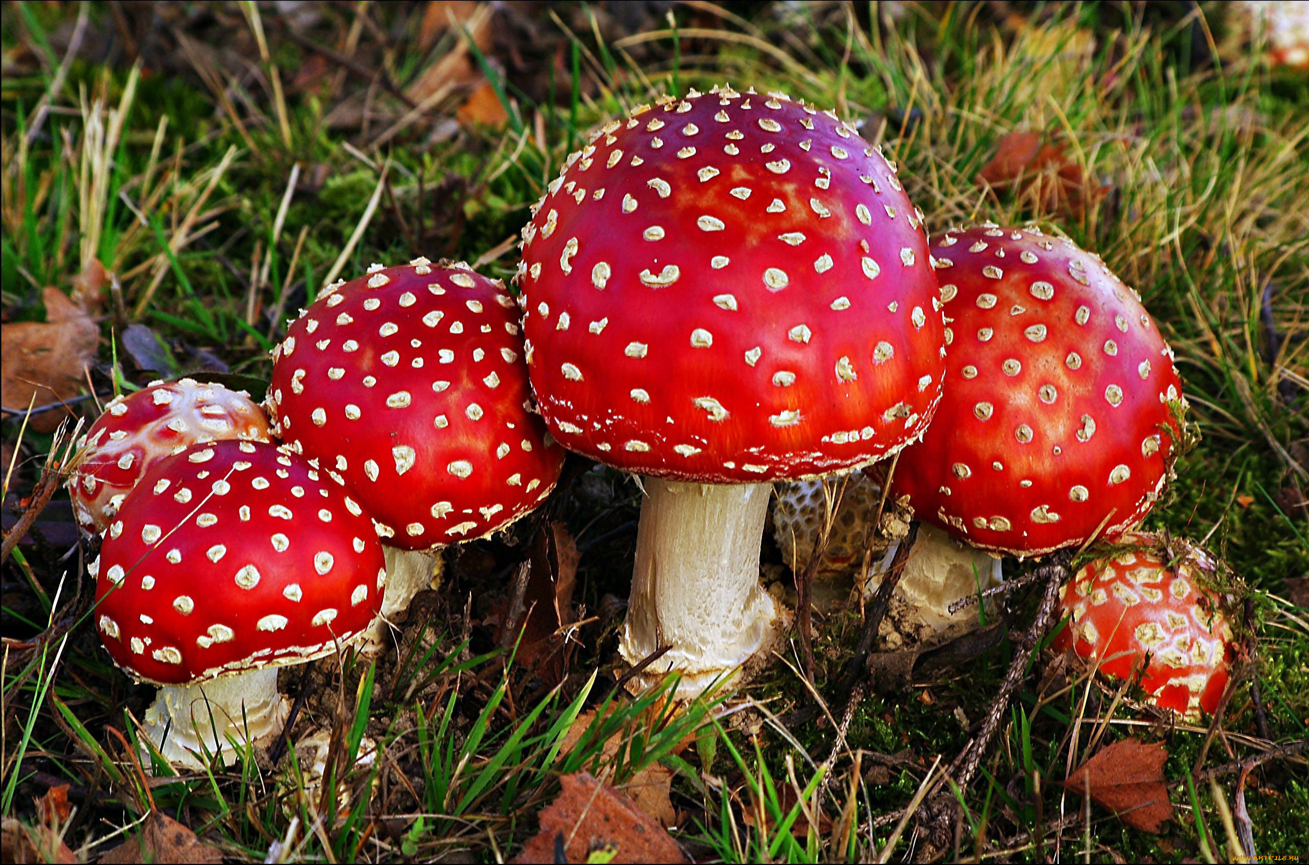 природа, грибы, , мухомор, семейка