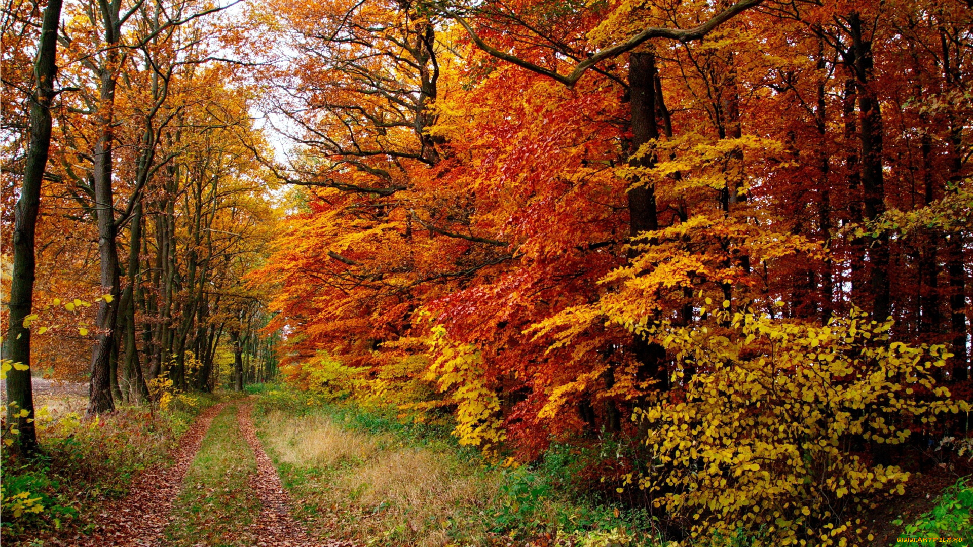 природа, лес, осень, листопад, листья, деревья, тропинка