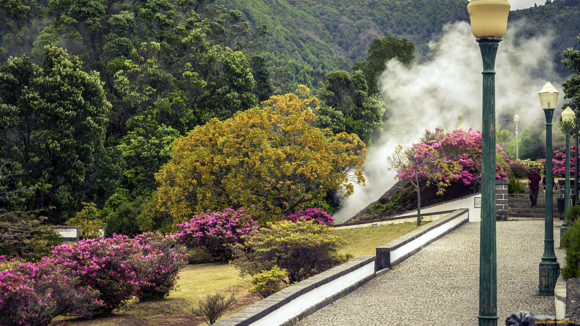 природа, парк, деревья, кусты, фонари