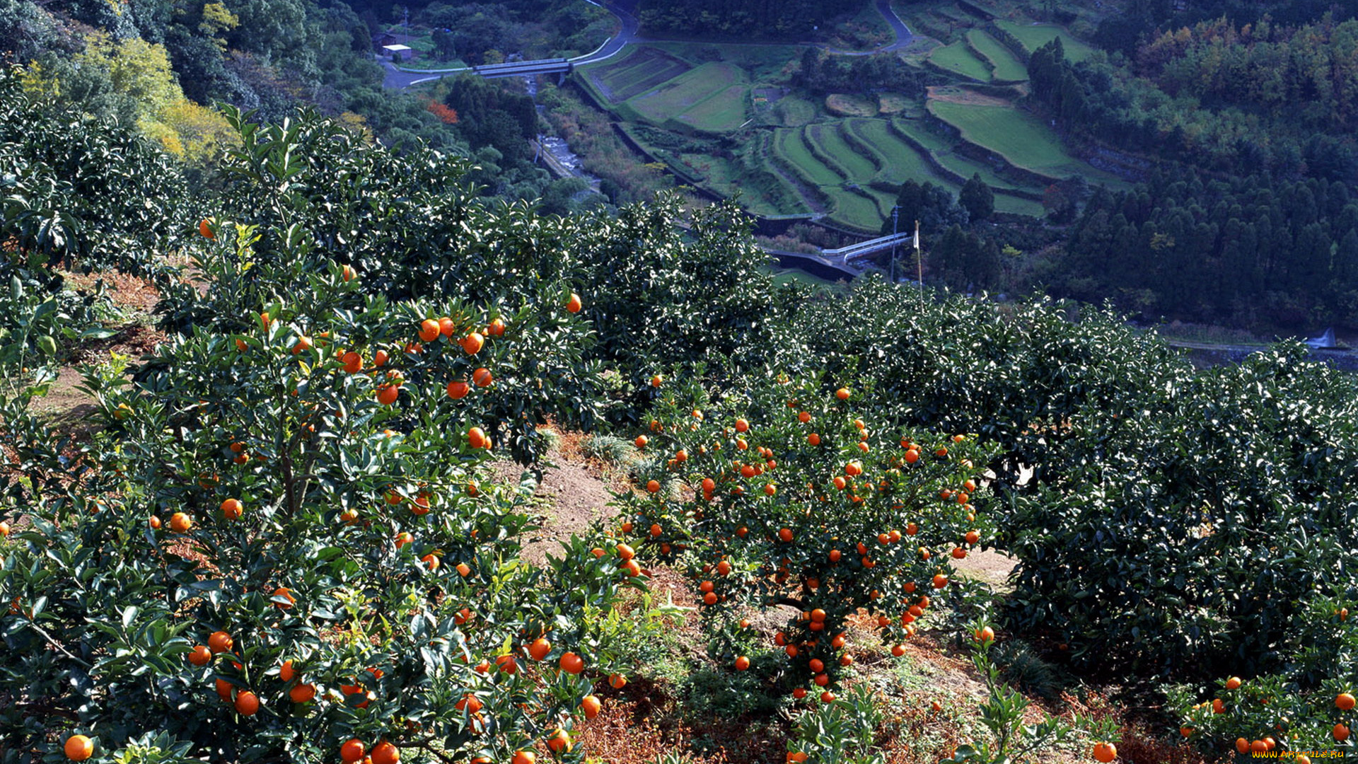 природа, плоды, хурма