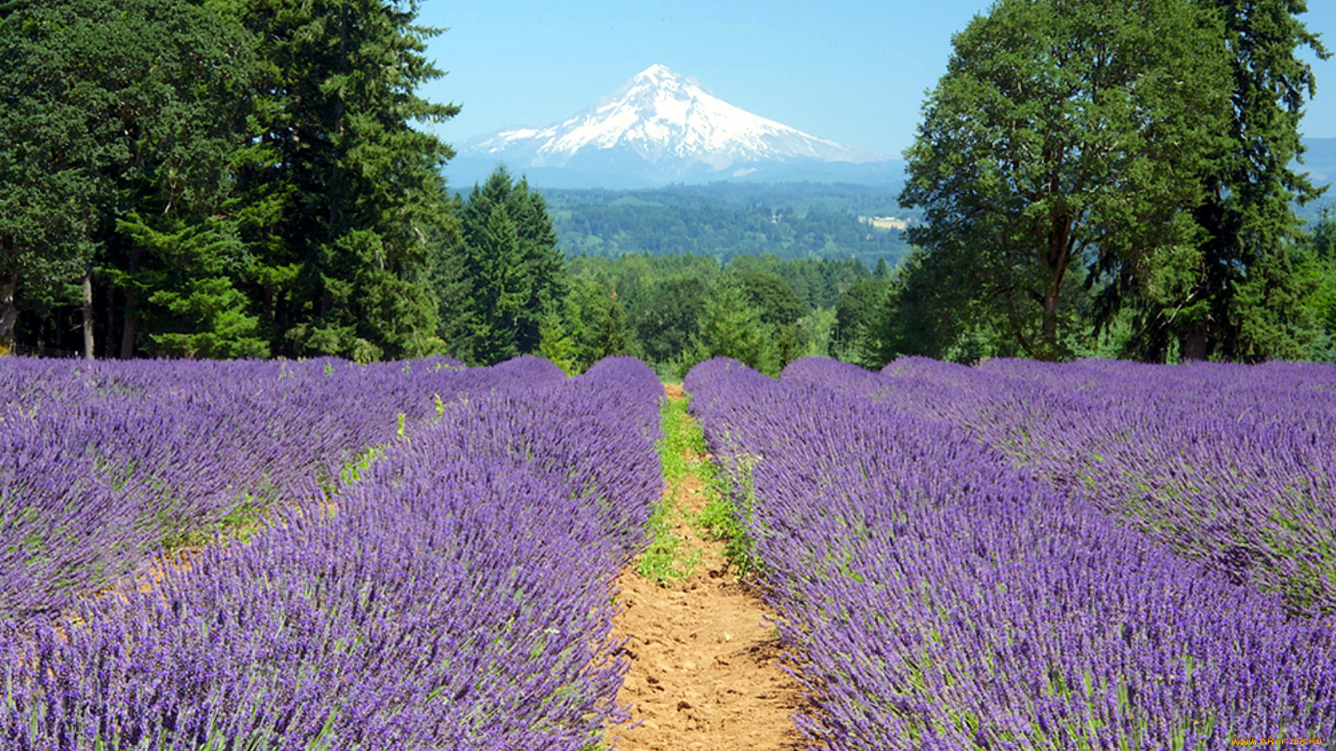 природа, поля, лаванда, горы, поле, лес