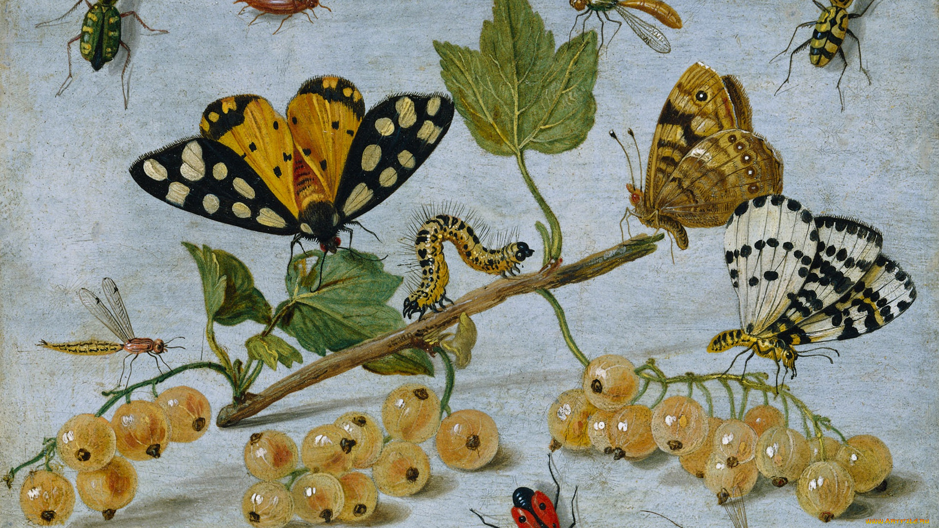 рисованное, животные, , насекомые, картина, смородина, натюрморт, гусеница, масло, бабочка, ягоды