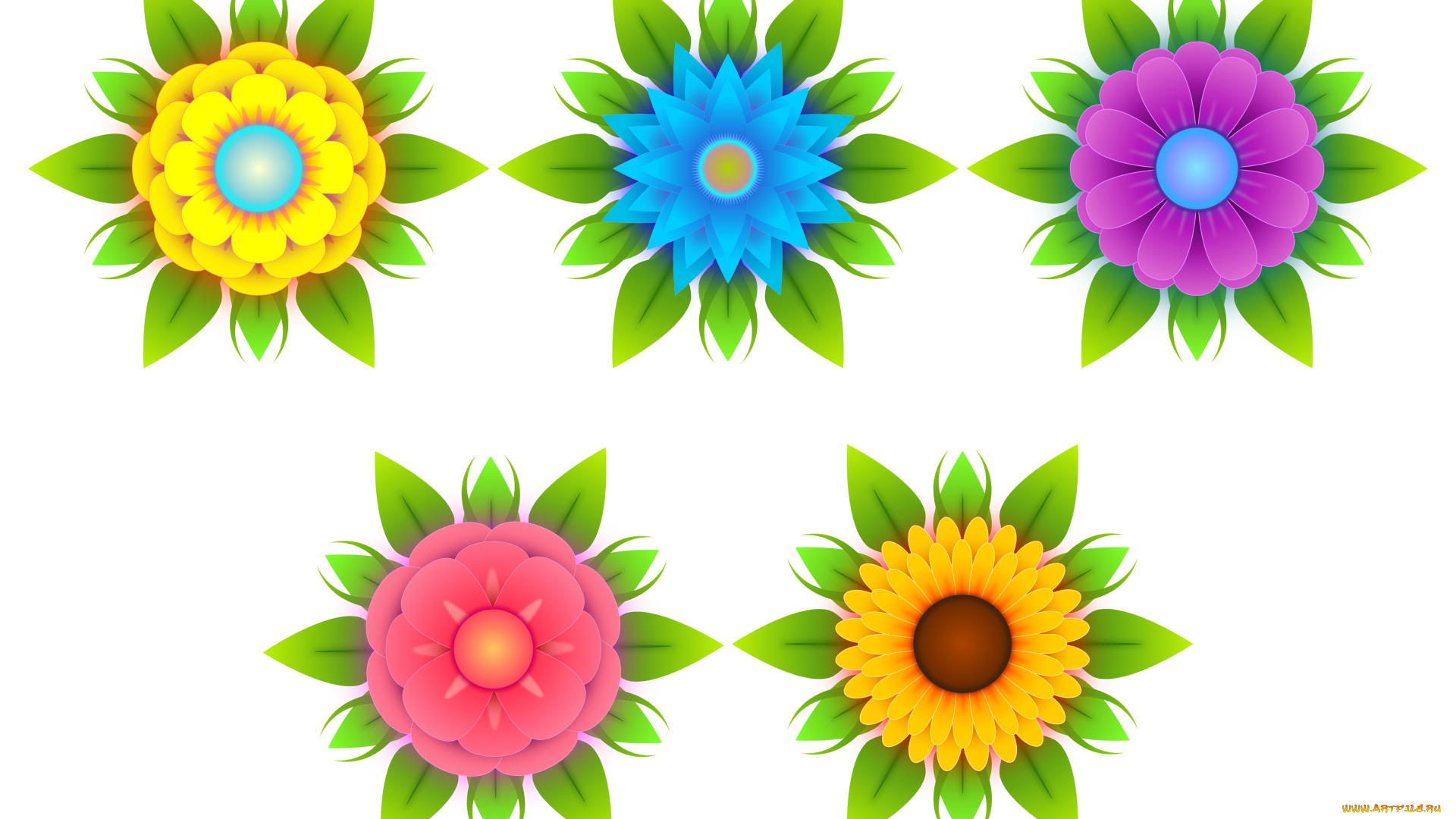 векторная, графика, цветы, , flowers, лепестки, цветы, фон