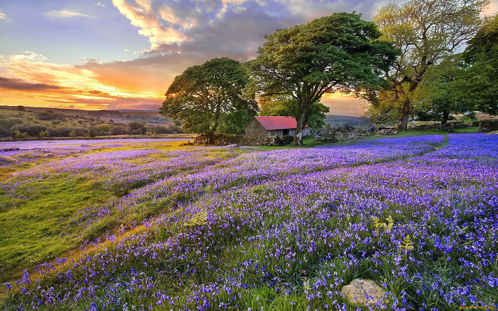 природа, луга, деревья, цветы, луг, облака