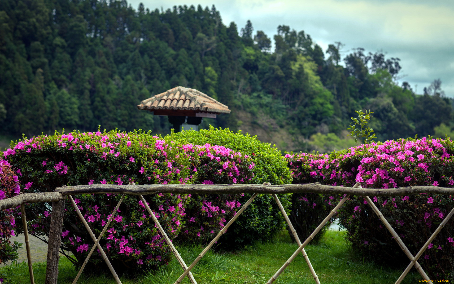 природа, парк, кусты, изгородь, цветы