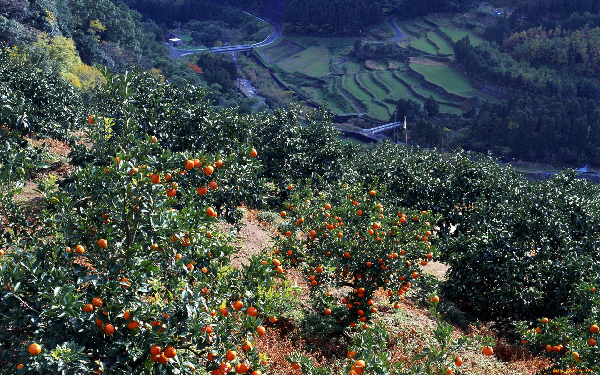 природа, плоды, хурма