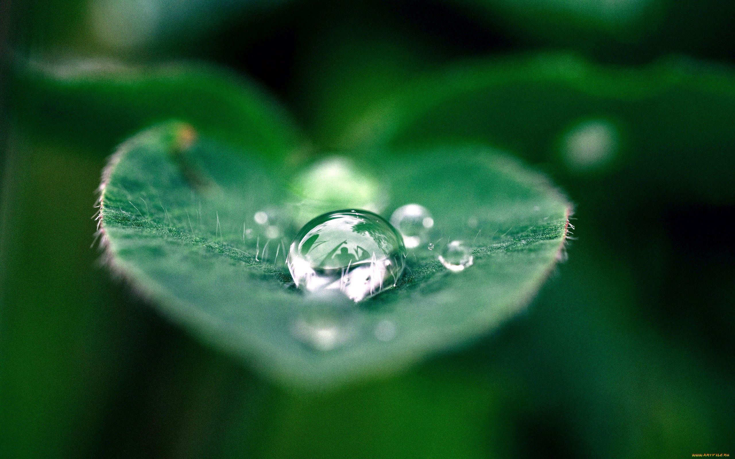 природа, макро, вода, капля