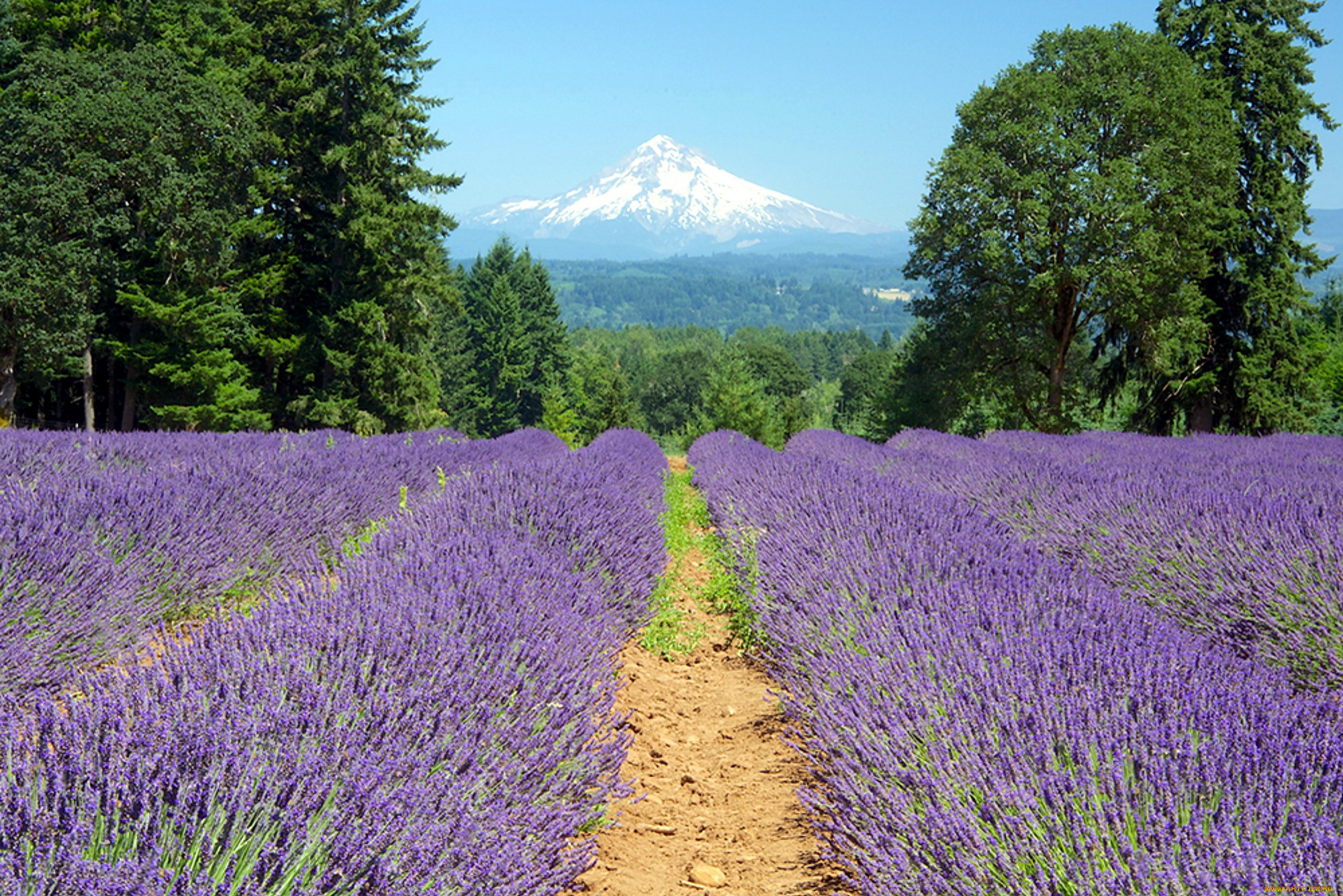 природа, поля, лаванда, горы, поле, лес